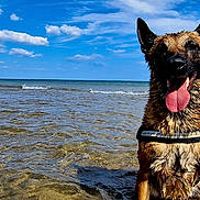 Or'Fée participe au concours pour gagner de l'argent avec cette photo : dog, german_shepherd, beach, sea, ocean, water, waves, sky, clouds, tongue_out, wet_fur, harness, portrait, happy, playful, outdoors, sandy, shallow_water, horizon, summer