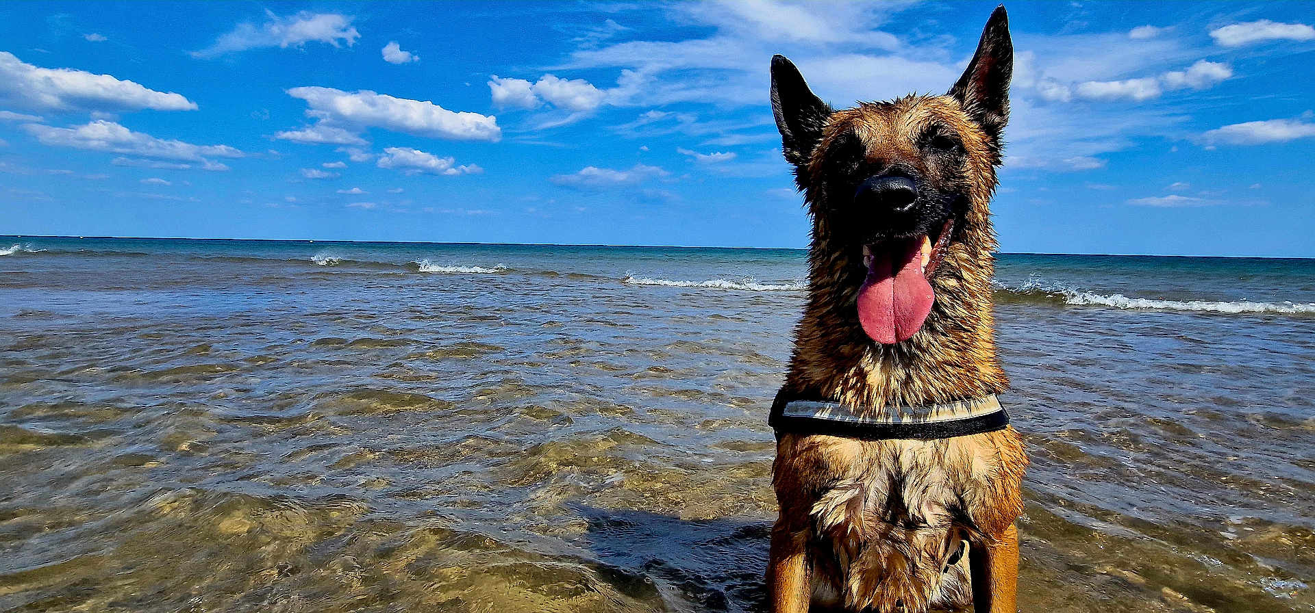 Or'Fée participe au concours pour gagner de l'argent avec cette photo : dog, german_shepherd, beach, sea, ocean, water, waves, sky, clouds, tongue_out, wet_fur, harness, portrait, happy, playful, outdoors, sandy, shallow_water, horizon, summer
