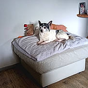Bounty participe au concours pour gagner de l'argent avec cette photo : dog, small_dog, black_and_white, lying_down, cushion, blanket, plush_toys, ottoman, wooden_floor, shelf, framed_photos, indoor, home, pet, relaxed, cozy, quiet, calm, furniture, wall