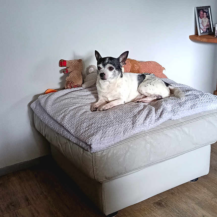 Bounty participe au concours pour gagner de l'argent avec cette photo : black_and_white, blanket, calm, cozy, cushion, dog, framed_photos, furniture, home, indoor, lying_down, ottoman, pet, plush_toys, quiet, relaxed, shelf, small_dog, wall, wooden_floor