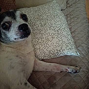 Bounty a rejoint le concours — aidez-le/la à gagner de superbes lots ! animal, couch, cute, dog, expression, eyes, face, fur, furniture, home, indoor, lying_down, nose, patterned_pillow, paw, pet, pillow, quilted, resting, small_dog