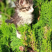 Sam is registered to the contest to win money with this photo: kitten, cat, animal, pet, fur, greenery, plants, nature, outdoor, sunlight, leaf, young, curious, small, cute, whiskers, portrait, closeup, feline, adorable