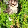 kitten, cat, animal, pet, fur, greenery, plants, nature, outdoor, sunlight, leaf, young, curious, small, cute, whiskers, portrait, closeup, feline, adorable