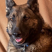 Xena joined the competition — help win amazing prizes! dog, german_shepherd, pet, animal, portrait, face, ears, fur, brown, happy, smiling, domestic_animal, canine, closeup, collar, indoor, texture, background, resting, friendly
