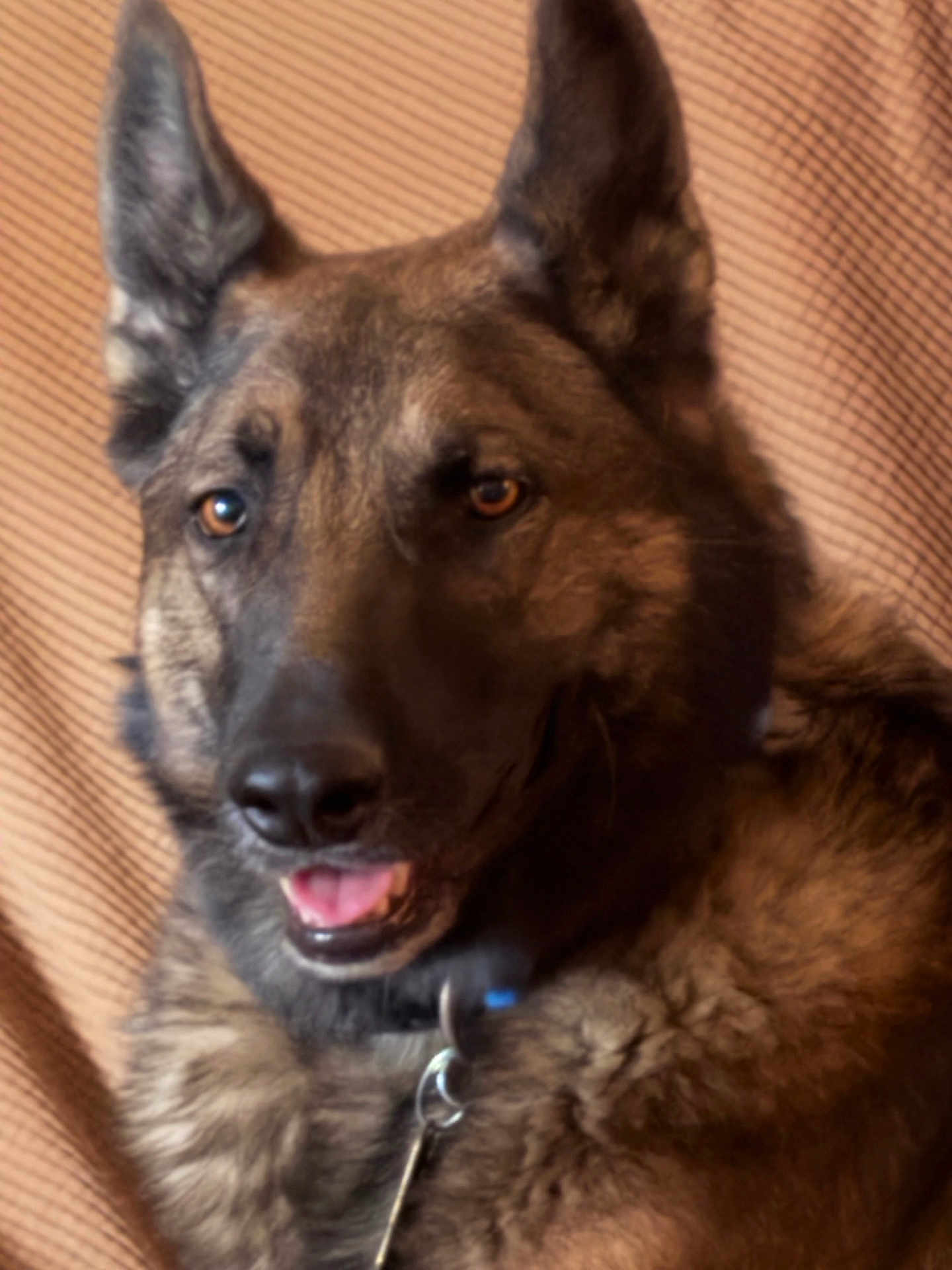 Xena joined the competition — help win amazing prizes! dog, german_shepherd, pet, animal, portrait, face, ears, fur, brown, happy, smiling, domestic_animal, canine, closeup, collar, indoor, texture, background, resting, friendly