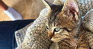 Baya a rejoint le concours — aidez-le/la à gagner de superbes lots ! cat, kitten, tabby, striped_fur, animal, pet, blanket, knitted_blanket, cozy, indoor, sunlight, whiskers, ears, eyes, portrait, close_up, sitting, cuddled, warm_lighting, home