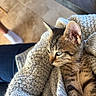 cat, kitten, tabby, striped_fur, animal, pet, blanket, knitted_blanket, cozy, indoor, sunlight, whiskers, ears, eyes, portrait, close_up, sitting, cuddled, warm_lighting, home