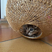Baya participe au concours pour gagner de l'argent avec cette photo : kitten, cat, pet, animal, basket, woven, hiding, peeking, eyes, whiskers, fur, striped, indoors, floor, tile, portrait, close_up, curious, playful, cozy