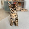 kitten, cat, tabby, feline, animal, pet, sitting, front_view, wide_eyes, whiskers, ears, fur, striped_fur, brown, portrait, indoors, home, blurred_background, soft_lighting, cute