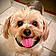 Toby