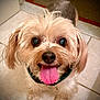 dog, pet, tongue, happy, cute, animal, canine, fur, indoor, floor, tile, small_dog, face, friendly, looking_up, ears, mouth, nose, playful, companion
