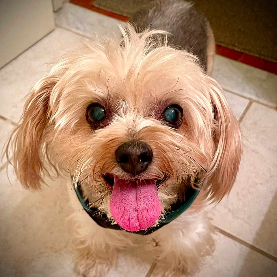 Toby is registered to the contest to win money with this photo: animal, canine, companion, cute, dog, ears, face, floor, friendly, fur, happy, indoor, looking_up, mouth, nose, pet, playful, small_dog, tile, tongue