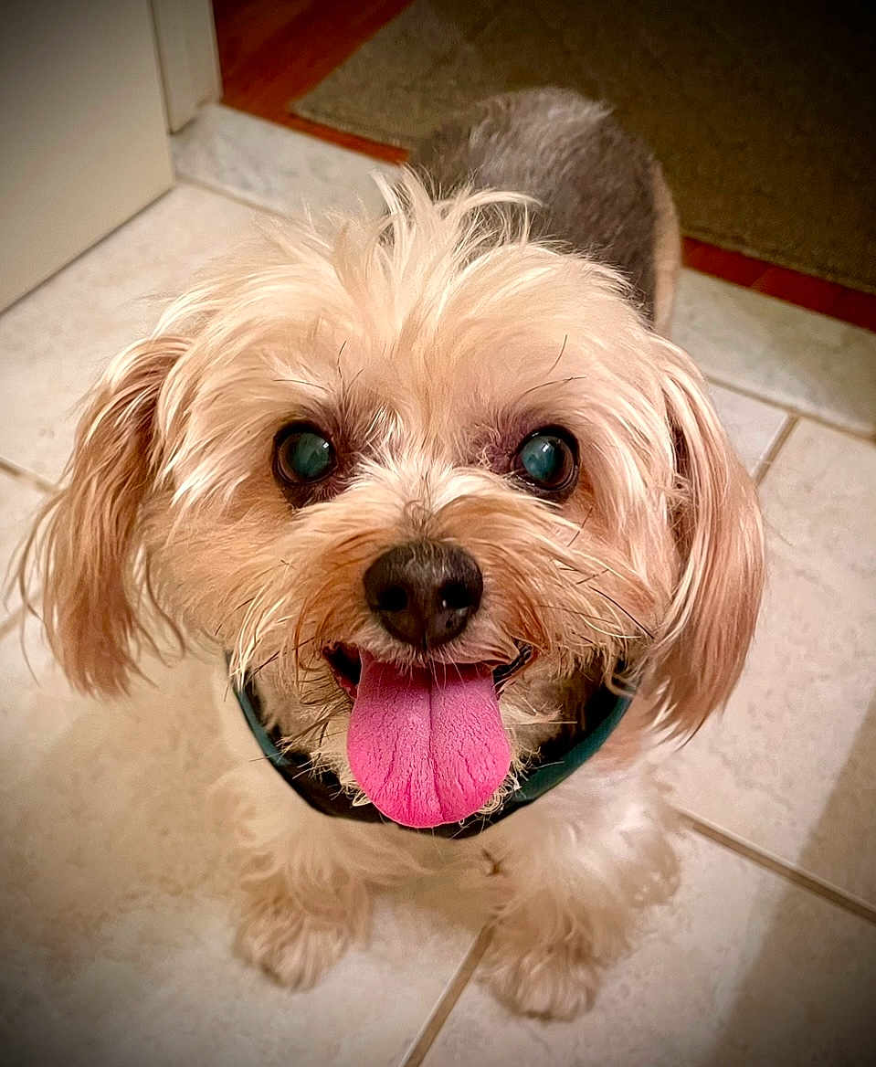 Toby is registered to the contest to win money with this photo: dog, pet, tongue, happy, cute, animal, canine, fur, indoor, floor, tile, small_dog, face, friendly, looking_up, ears, mouth, nose, playful, companion