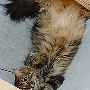 Vaïna a rejoint le concours — aidez-le/la à gagner de superbes lots ! cat, tabby_cat, fluffy, longhaired, pet, animal, upside_down, lying_down, relaxed, playful, green_eyes, whiskers, tail, paws, fur, blue_blanket, hammock, wood_floor, indoors, portrait