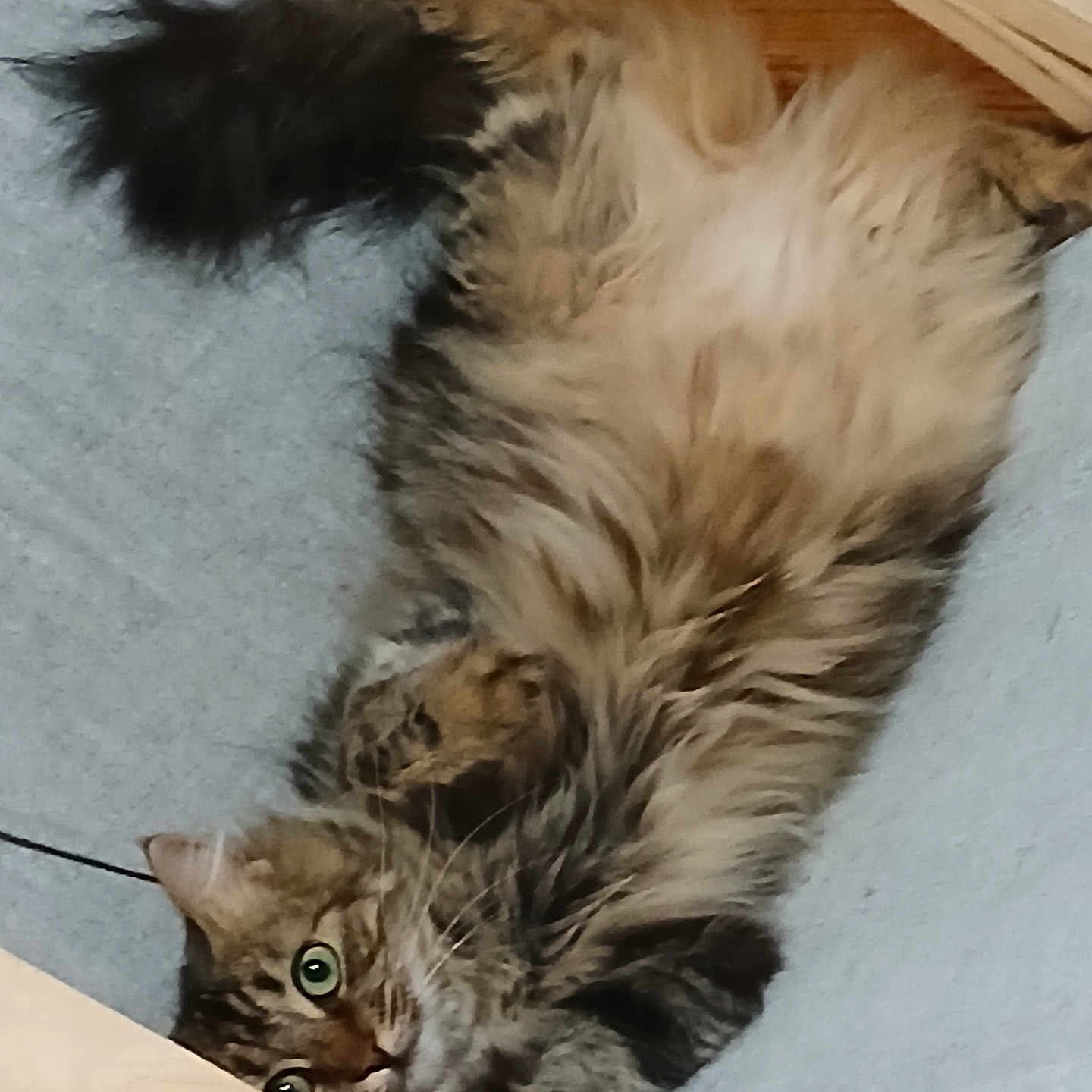 Vaïna