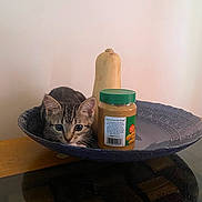 Lana joined the competition — help win amazing prizes! animal, bowl, butternut_squash, cat, closeup, container, curious, cute, domestic, feline, food_item, indoor, kitten, peanut_butter, pet, resting, small, still_life, table, vegetable