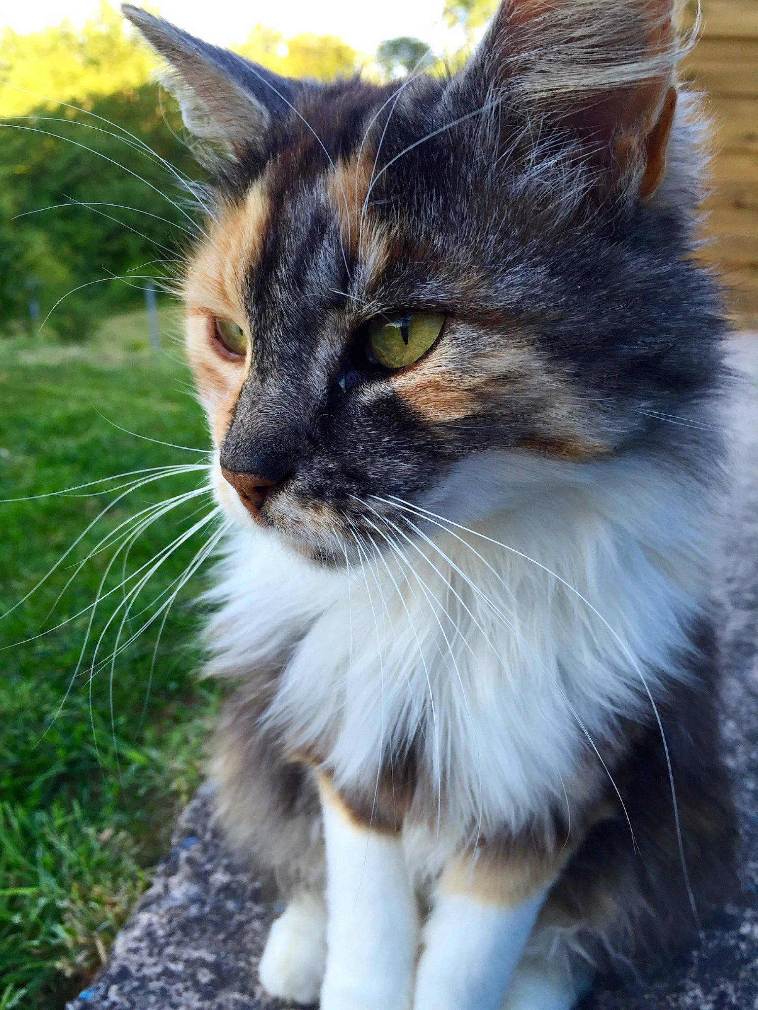 Pixie participe au concours pour gagner de l'argent avec cette photo : aegean_cat, carnivore, cat, domestic_long_haired_cat, domestic_short_haired_cat, felidae, grass, kitten, maine_coon, mammal, norwegian_forest_cat, polydactyl_cat, small_to_medium_sized_cats, snout, vertebrate, whiskers