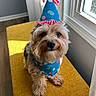 Brian is registered to the contest to win money with this photo: dog, small_dog, party_hat, bandana, polka_dots, yellow_bench, window, sunlight, indoor, fur, cute, pet, animal, celebration, portrait, fluffy, sitting, adorable, cozy, colorful