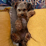 Brian is registered to the contest to win money with this photo: dog, couch, pillow, yellow, blanket, furniture, pet, cute, indoor, fluffy, relaxed, home, cozy, animal, small_dog, seated, looking_at_camera, decor, textile, living_room