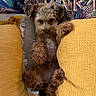 dog, couch, pillow, yellow, blanket, furniture, pet, cute, indoor, fluffy, relaxed, home, cozy, animal, small_dog, seated, looking_at_camera, decor, textile, living_room