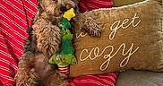 Brian joined the competition — help win amazing prizes! dog, plush_toy, blanket, couch, pillow, hand, indoor, cozy, striped, fur, pet, relaxing, comfort, brown, red, green, yellow, cute, playful, home