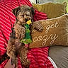 dog, plush_toy, blanket, couch, pillow, hand, indoor, cozy, striped, fur, pet, relaxing, comfort, brown, red, green, yellow, cute, playful, home