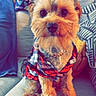 Brian is registered to the contest to win money with this photo: dog, small_dog, plaid_shirt, gold_chain, pet, cute, fluffy, portrait, indoor, sofa, cushions, brown_fur, sitting, looking_at_camera, close_up, domestic_animal, home, cozy, adorable, furniture