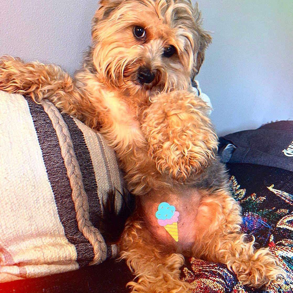 Brian is registered to the contest to win money with this photo: dog, fluffy, couch, pillow, blanket, indoor, pet, cute, playful, relaxed, fur, paw, head_tilt, seated, cozy, sticker, ice_cream, brown, small_dog, companion