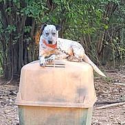 Blu is registered to the contest to win money with this photo: dog, outdoor, plastic_container, trees, nature, collar, animal, pet, relaxed, speckled, brown, white, ground, leash, curious, daylight, resting, canine, dirt, fence