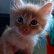 Georgia joined the competition — help win amazing prizes! kitten, cat, orange_cat, fluffy, close_up, whiskers, indoor, pet, cute, curious, feline, animal, young, hand_holding, soft_fur, portrait, domestic_cat, ears, eyes, fur