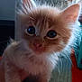 Cur joined the competition — help win amazing prizes! kitten, cat, orange_cat, fluffy, close_up, whiskers, indoor, pet, cute, curious, feline, animal, young, hand_holding, soft_fur, portrait, domestic_cat, ears, eyes, fur