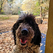 Cur joined the competition — help win amazing prizes! dog, curly_fur, happy, tongue_out, outdoor, autumn, leaves, trees, nature, close_up, pet, canine, fur, smiling, animal, muzzle, black_and_white, friendly, playful, park