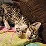 kitten, sleeping, cat, tabby, feline, couch, blanket, colorful, tie_dye, cozy, fur, paw, cute, pet, domestic_animal, resting, indoor, small, adorable, relaxed