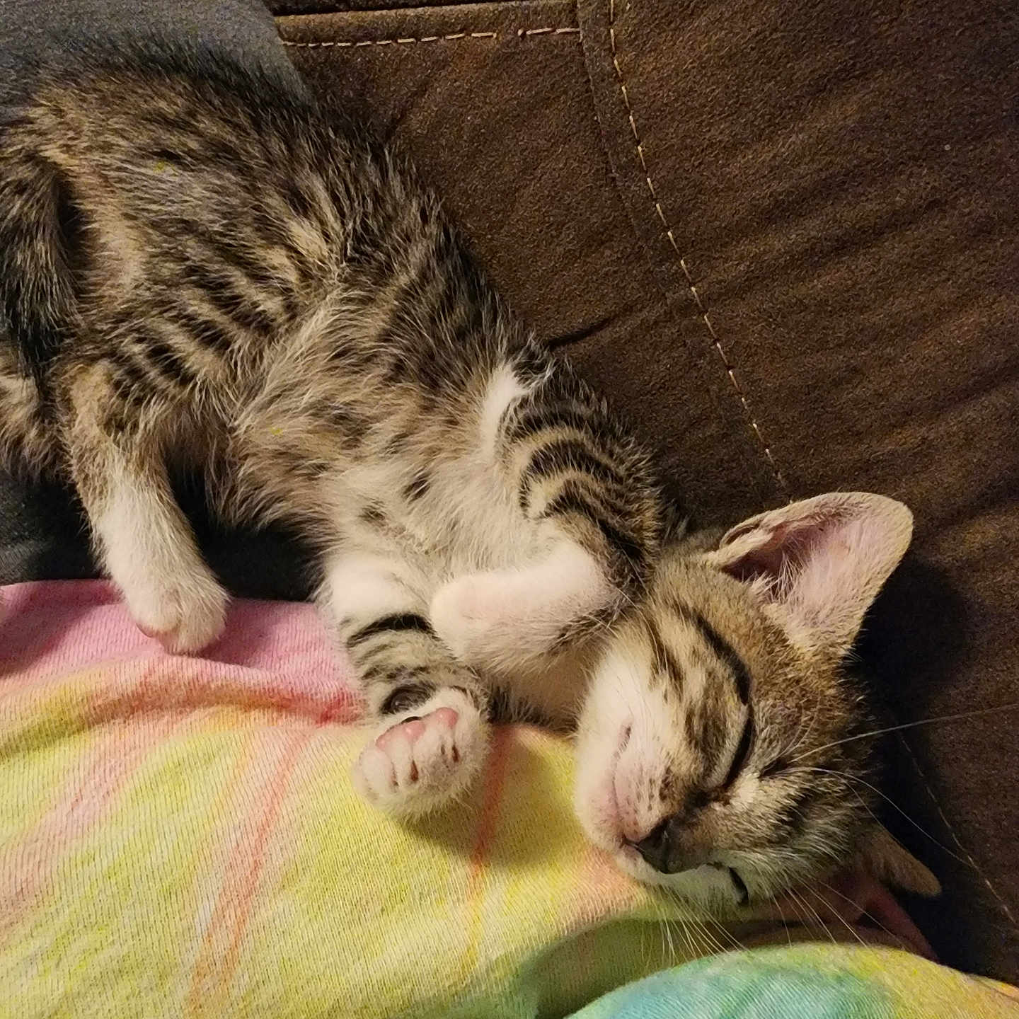 Ivry joined the competition — help win amazing prizes! adorable, blanket, cat, colorful, couch, cozy, cute, domestic_animal, feline, fur, indoor, kitten, paw, pet, relaxed, resting, sleeping, small, tabby, tie_dye