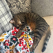 Captain joined the competition — help win amazing prizes! cat, tabby, sleeping, couch, blanket, floral_pattern, cozy, furniture, indoor, pet, animal, relaxed, striped, paw, tail, home, comfort, soft, resting, cute