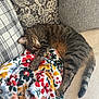 cat, tabby, sleeping, couch, blanket, floral_pattern, cozy, furniture, indoor, pet, animal, relaxed, striped, paw, tail, home, comfort, soft, resting, cute