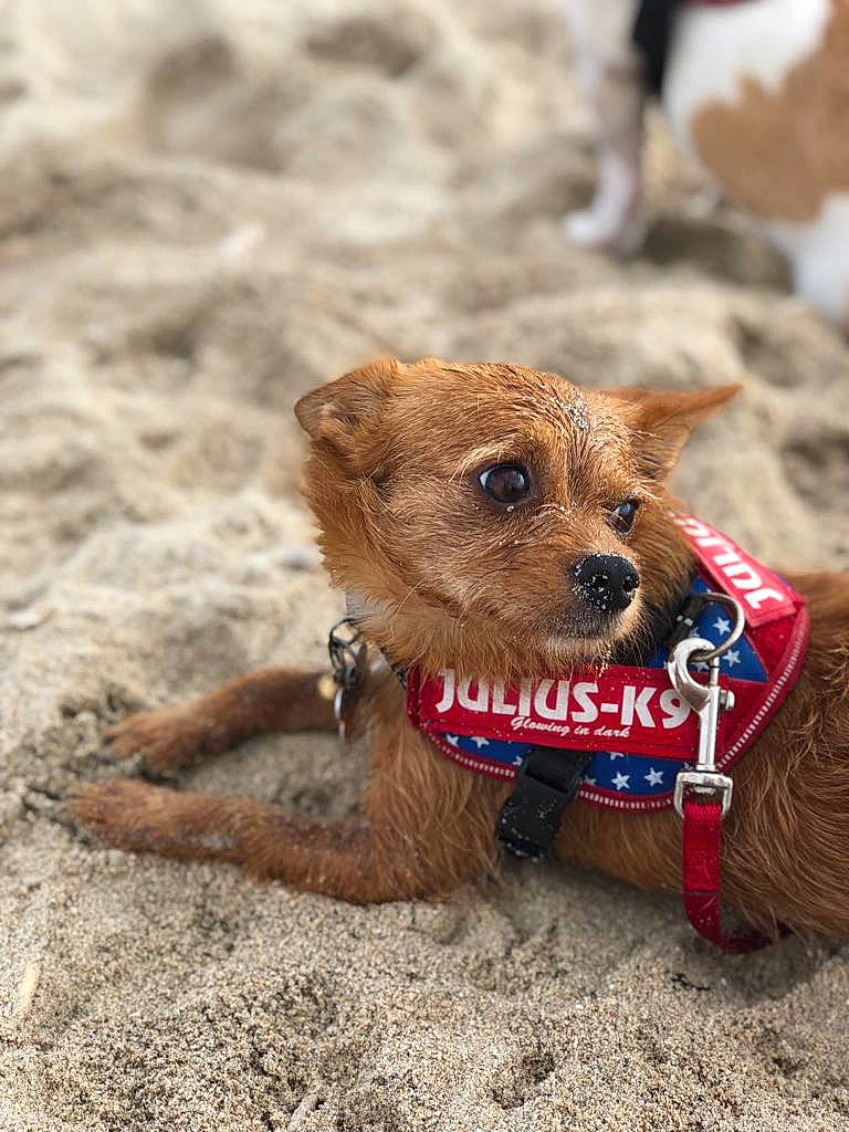 M La Lettre a rejoint le concours — aidez-le/la à gagner de superbes lots ! canidae, carnivore, companion_dog, dog, dog_breed, leash, mammal, norfolk_terrier, norwich_terrier, puppy, rare_breed_dog, terrier, toy_dog