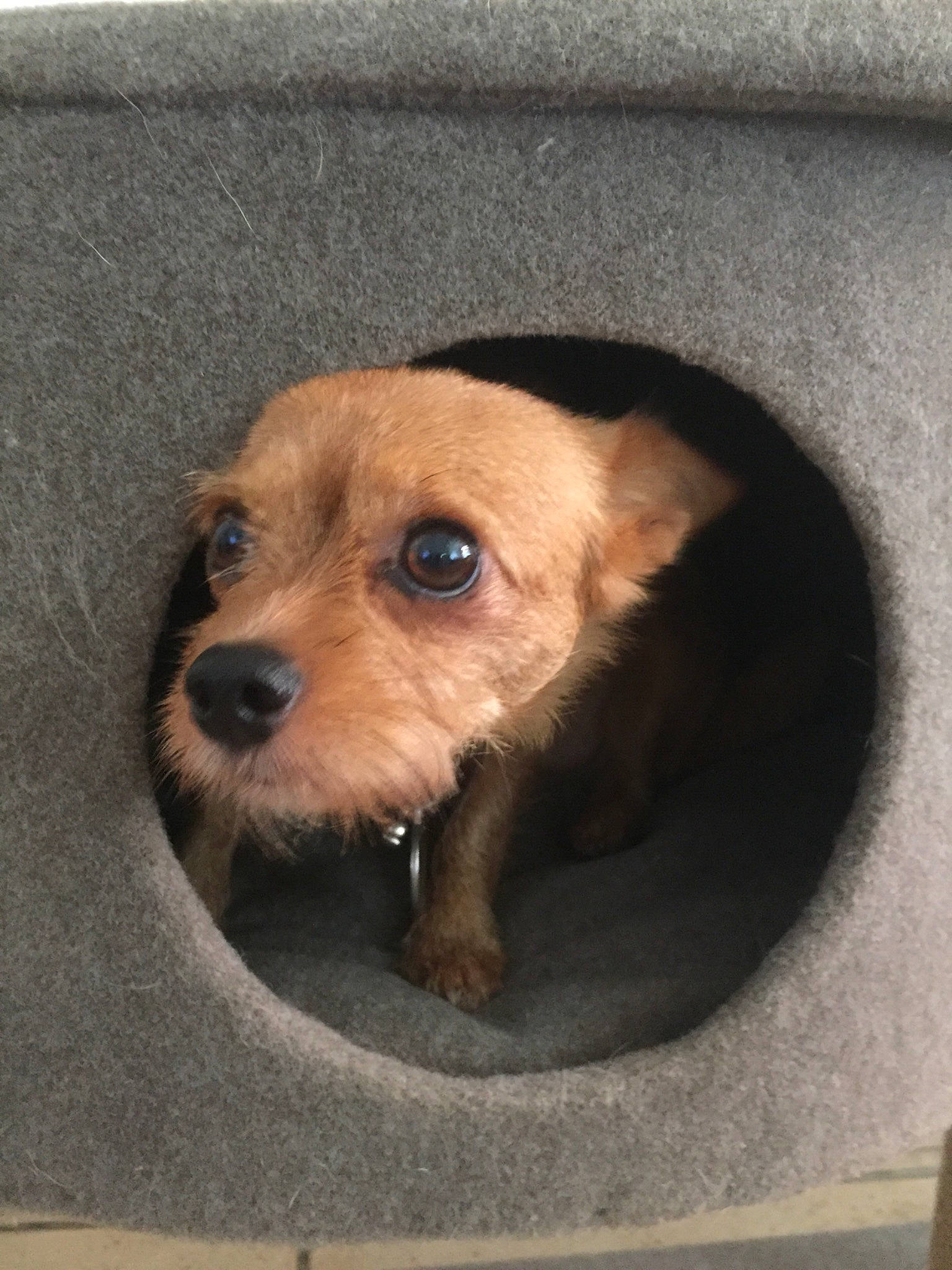 M La Lettre a rejoint le concours — aidez-le/la à gagner de superbes lots ! australian_terrier, border_terrier, cairn_terrier, canidae, carnivore, companion_dog, dog, dog_breed, fawn, mammal, norfolk_terrier, norwich_terrier, puppy, rare_breed_dog, small_terrier, snout, sporting_group, sporting_lucas_terrier, terrier, vertebrate