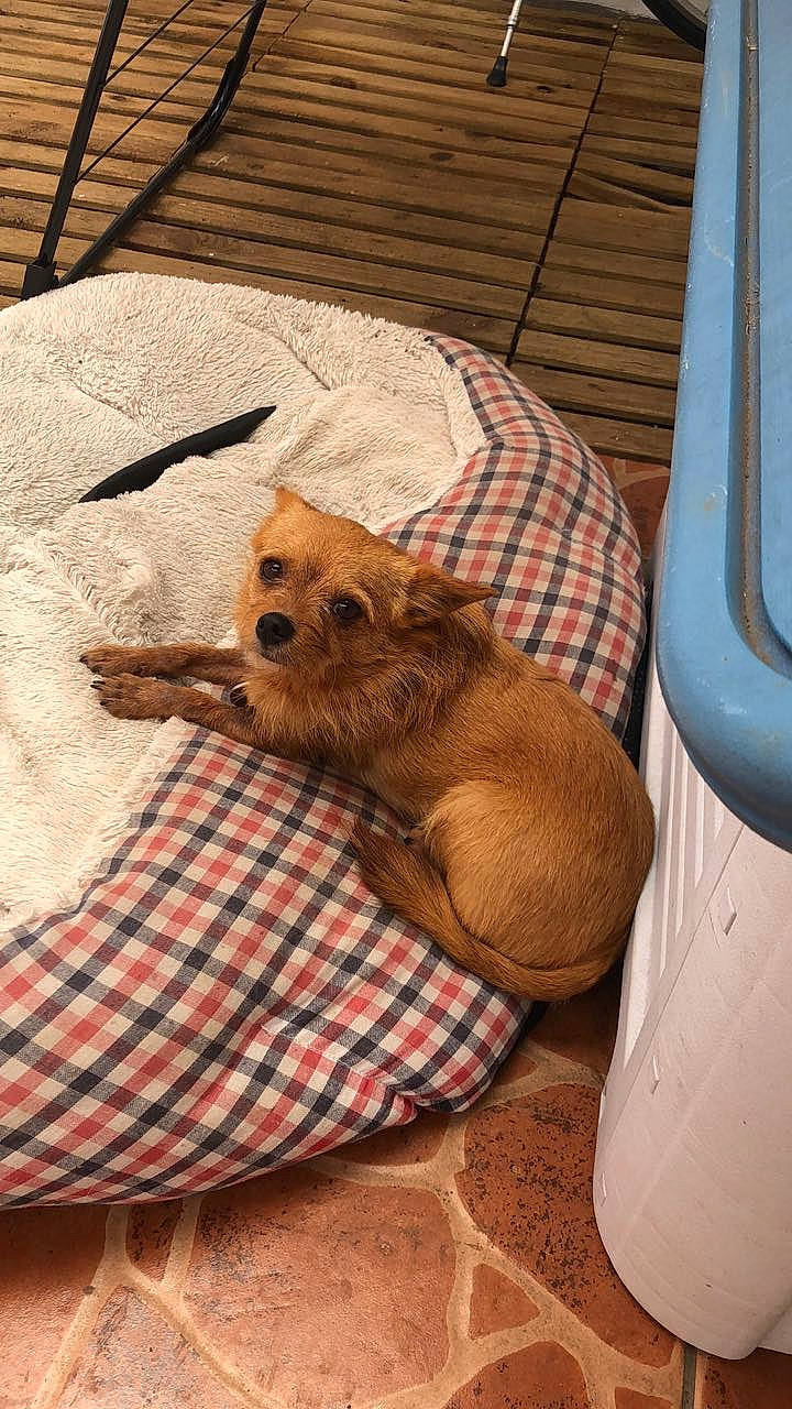 M La Lettre a rejoint le concours — aidez-le/la à gagner de superbes lots ! canidae, carnivore, companion_dog, dog, dog_breed, fawn, mammal, norfolk_terrier, norwich_terrier, pomeranian, puppy