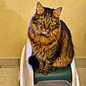 Oliver a rejoint le concours — aidez-le/la à gagner de superbes lots ! cat, tabby, feline, pet, indoor, sitting, green_eyes, fluffy, fur, whiskers, ears, tail, plastic_container, floor, tile, wall, domestic_animal, looking_at_camera, portrait, cute