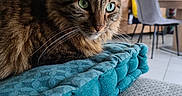 Oliver participe au concours pour gagner de l'argent avec cette photo : cat, tabby, green_eyes, feline, pet, indoor, cushion, teal, furniture, chair, mirror, living_room, whiskers, fur, relaxing, domestic_animal, close_up, cozy, soft_texture, home_interior