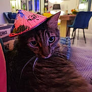 Oliver participe au concours pour gagner de l'argent avec cette photo : animal, cat, chair, closeup, couch, cozy, curious, domestic_cat, furniture, hat, indoor, lamp, living_room, pet, pink_hat, portrait, relaxing, tabby, table, whiskers