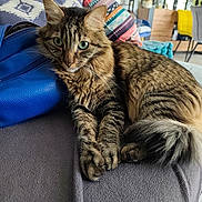 Oliver participe au concours pour gagner de l'argent avec cette photo : cat, tabby, green_eyes, indoor, blanket, pillow, colorful, furniture, cozy, tail, fur, pet, relaxed, looking, closeup, living_room, soft, resting, domestic_animal, cute