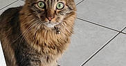 Oliver a rejoint le concours — aidez-le/la à gagner de superbes lots ! alert, animal, bell, cat, collar, curious, domestic, ears, feline, floor, fluffy, green_eyes, indoor, mammal, paws, pet, sitting, tabby, tile, whiskers