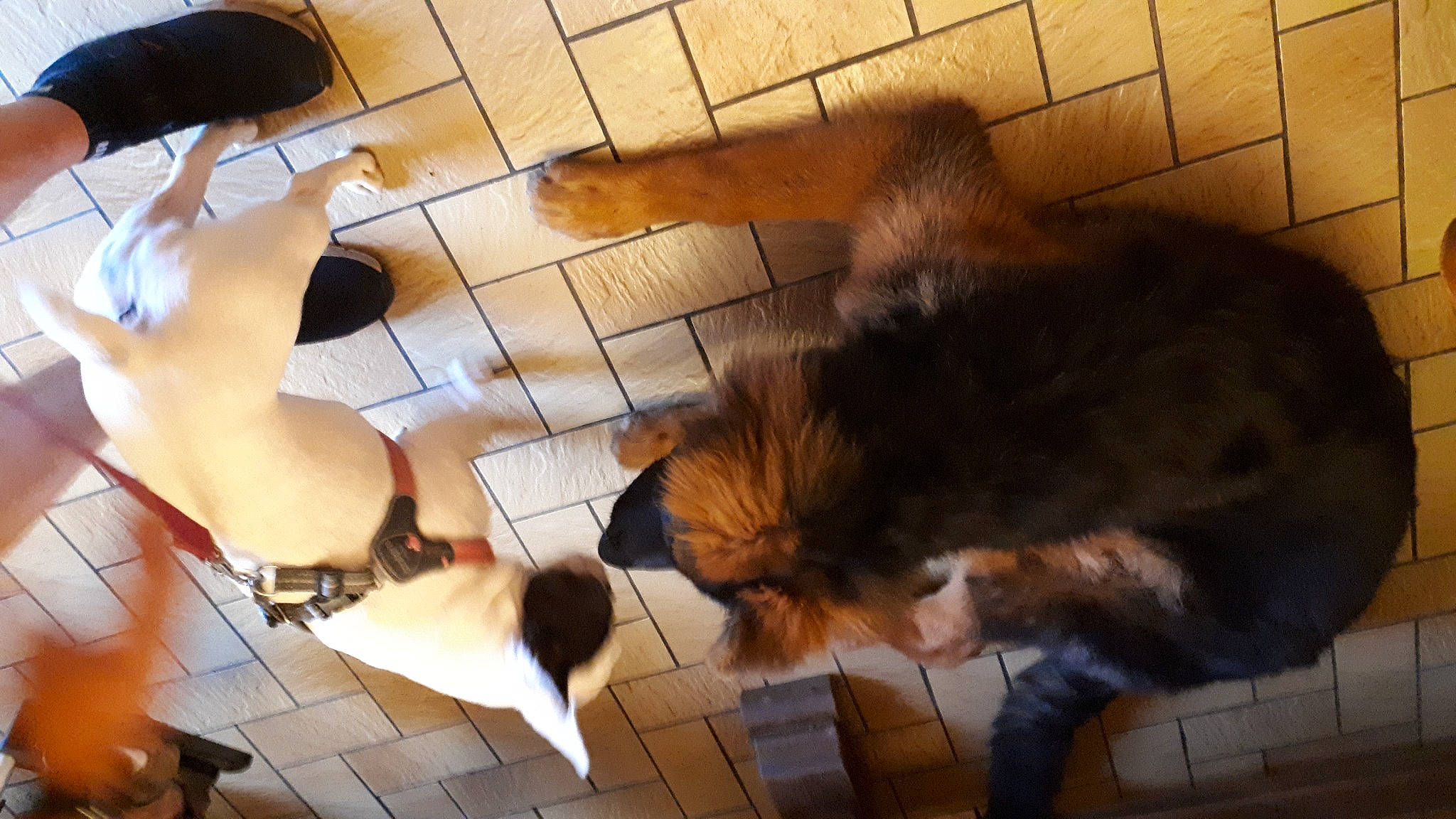 Wolfgang participe au concours pour gagner de l'argent avec cette photo : carnivore, cat, comfort, companion_dog, dog_breed, fawn, felidae, floor, flooring, foot, fur, hardwood, human_leg, mammal, small_to_medium_sized_cats, tail, thigh, vertebrate, whiskers, wood