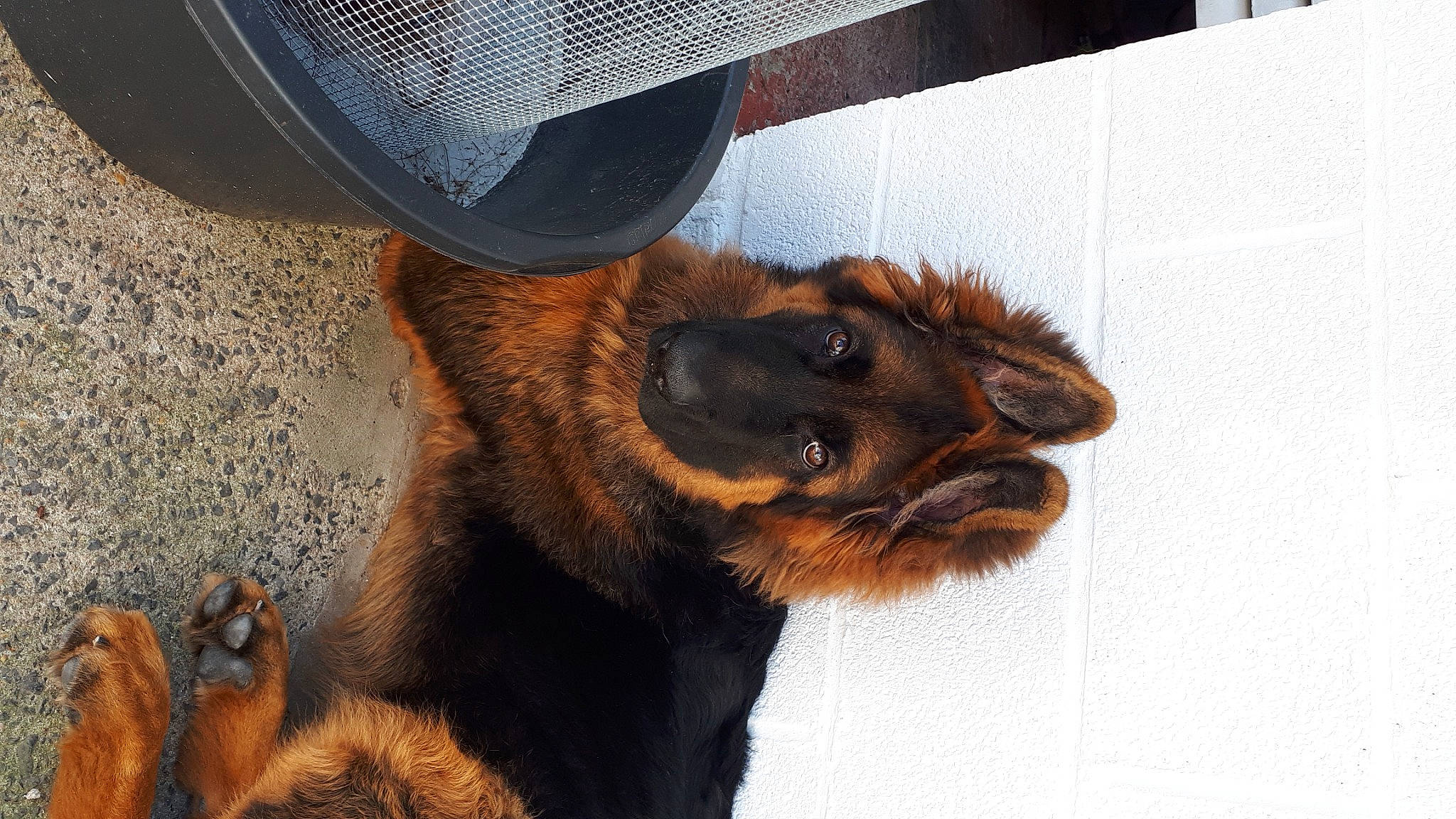 Wolfgang participe au concours pour gagner de l'argent avec cette photo : bat, canidae, carnivore, claw, companion_dog, dog, dog_breed, fawn, felidae, foot, fur, hat, human_leg, liver, paw, sporting_group, sun_hat, tail, terrestrial_animal, whiskers