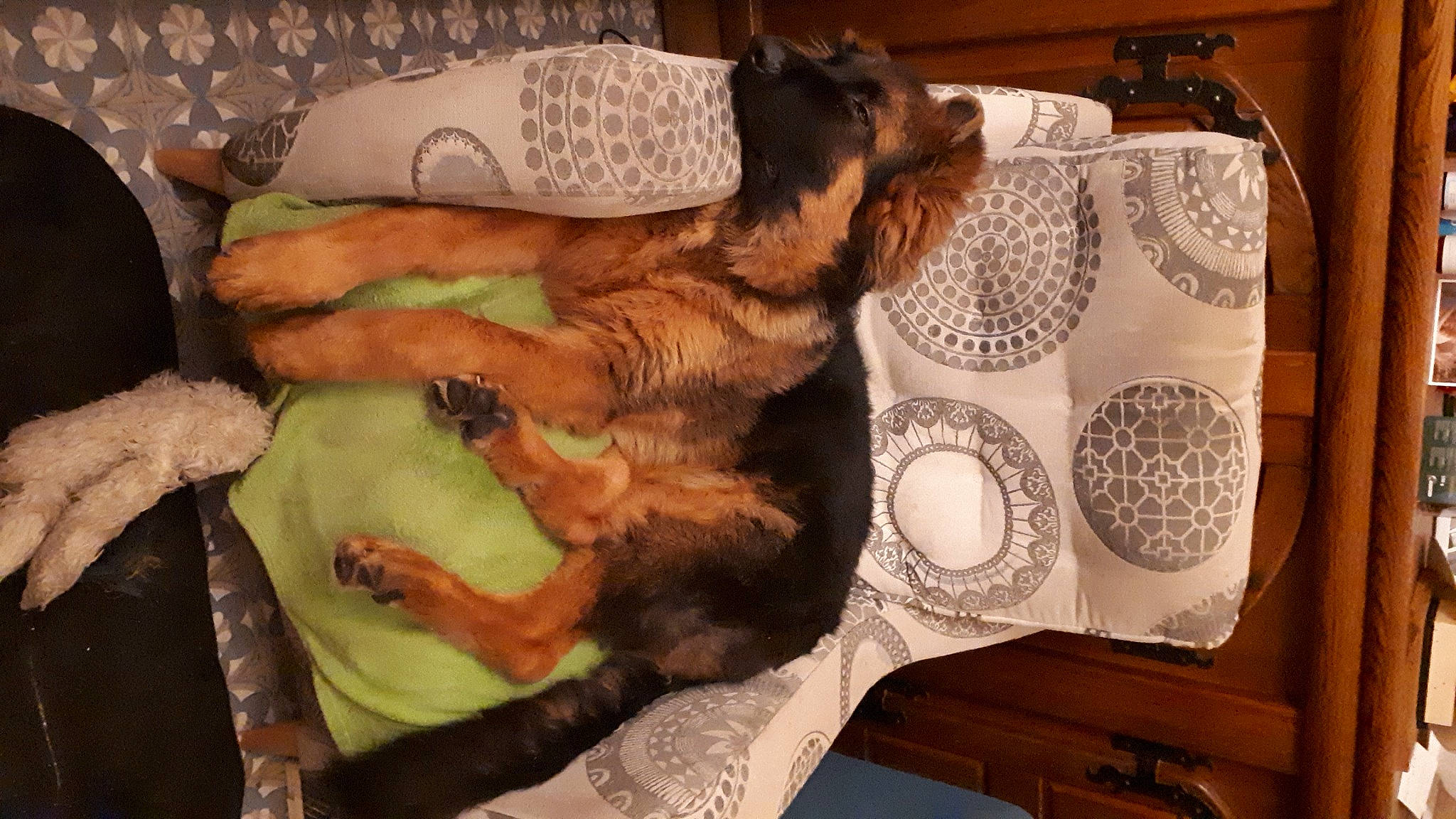 Wolfgang participe au concours pour gagner de l'argent avec cette photo : canidae, carnivore, comfort, companion_dog, dog, dog_breed, dog_supply, fawn, fur, guard_dog, linens, liver, mammal, nap, paw, pet_supply, room, sporting_group, tail, toy_dog