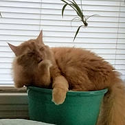 Barney is registered to the contest to win money with this photo: animal, cat, cozy, cute, domestic_cat, feline, fluffy, fur, green_plant, indoor, nap, orange_cat, pet, plant, plant_pot, relaxed, resting, sleeping, whiskers, window_blinds