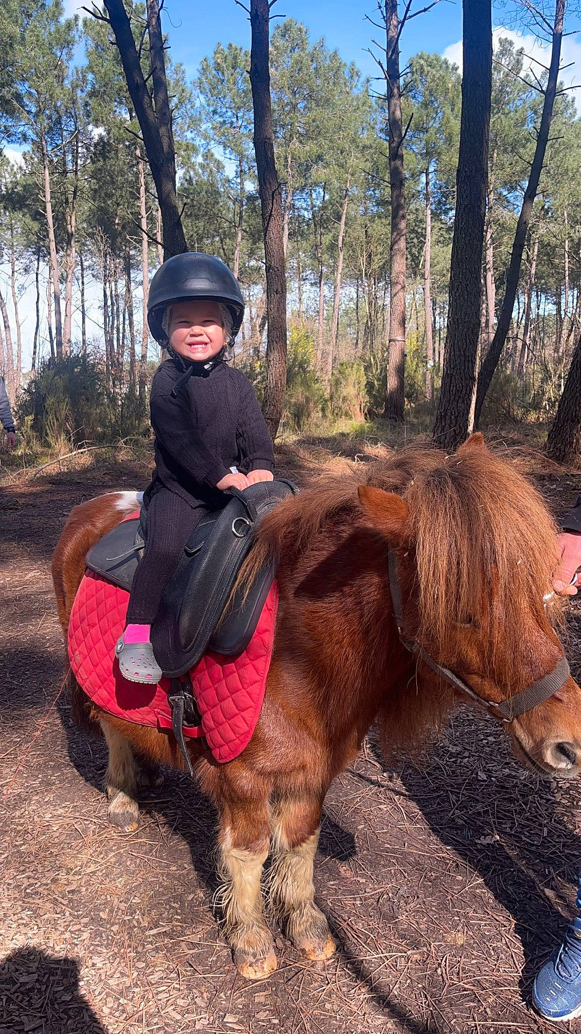 Ariel a rejoint le concours — aidez-le/la à gagner de superbes lots ! bit, bridle, equestrian_helmet, equestrian_sport, equestrianism, headwear, helmet, horse, horse_supplies, horse_tack, joy, landscape, mane, outdoor_recreation, pack_animal, person, plant, recreation, rein, saddle