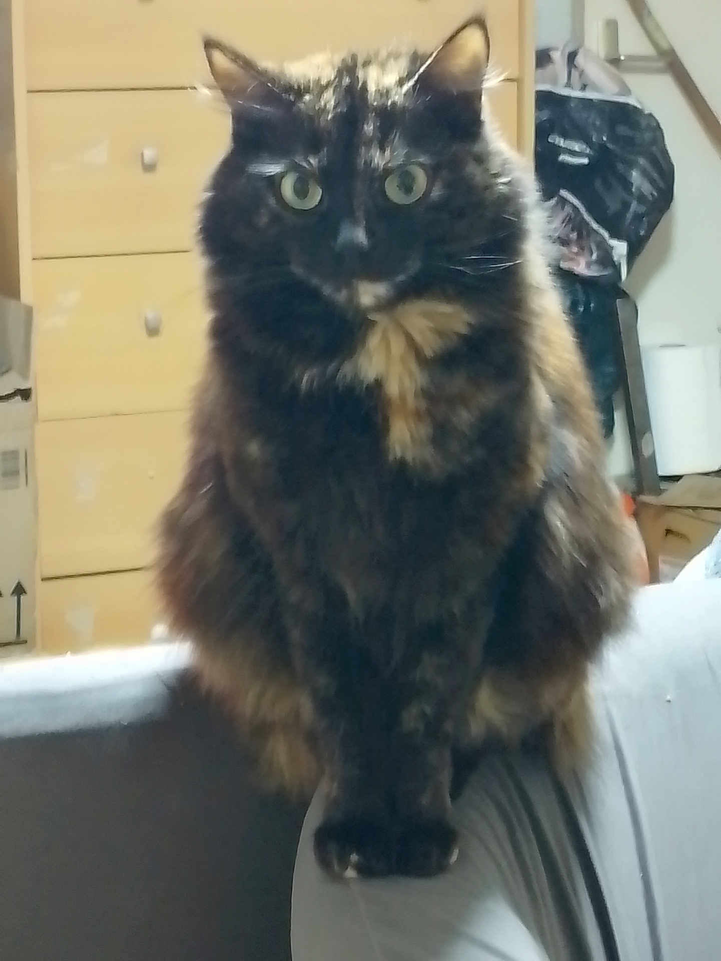 Lola